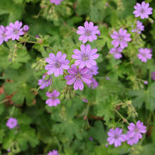 Attēlu rezultāti vaicājumam “Geranium pyrenaicum leaf”