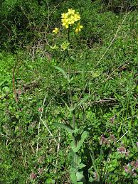 Attēlu rezultāti vaicājumam “Mamestra brassicae exuvia”
