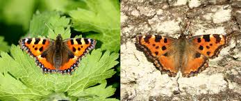 Image result for Small Tortoiseshell