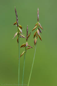 Attēlu rezultāti vaicājumam “Carex pulicaris”