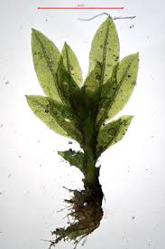 Attēlu rezultāti vaicājumam “Fissidens pusillus”