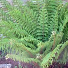 Attēlu rezultāti vaicājumam “Polystichum braunii”