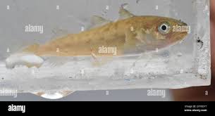 Image result for Microgadus tomcod