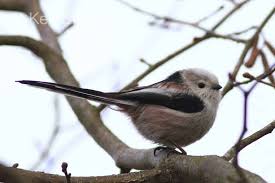 Attēlu rezultāti vaicājumam “Aegithalos caudatus”