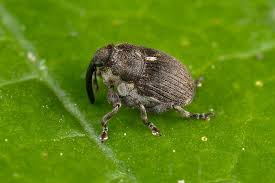 Attēlu rezultāti vaicājumam “Rhynchaenus lonicerae”