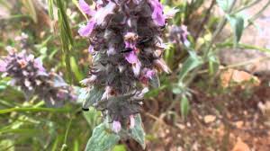 Attēlu rezultāti vaicājumam “Dasytes sp.”