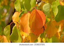 Attēlu rezultāti vaicājumam “Prunus armeniaca leaf”