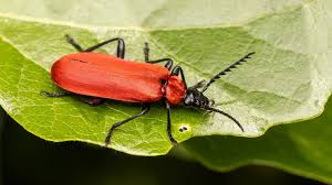 Attēlu rezultāti vaicājumam “Pyrochroidae”