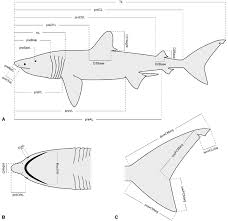 Image result for Cetorhinus maximus