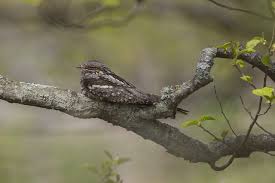 Attēlu rezultāti vaicājumam “Caprimulgus europaeus egg”