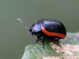 Attēlu rezultāti vaicājumam “Chrysolina sanguinolenta”