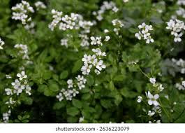 Attēlu rezultāti vaicājumam “Cardamine amara flower”