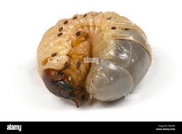 Attēlu rezultāti vaicājumam “Oryctes nasicornis larva”