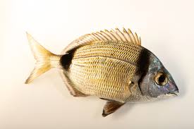 Image result for Diplodus vulgaris