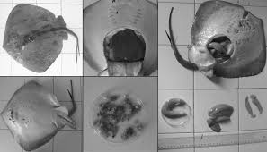 Image result for Dasyatis pastinaca