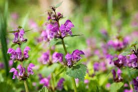 Attēlu rezultāti vaicājumam “Lamium maculatum leaf”