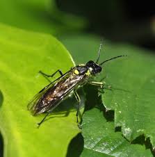 Attēlu rezultāti vaicājumam “Tenthredo campestris”