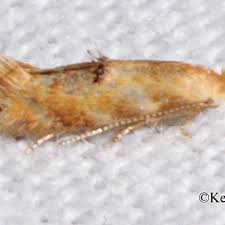 Attēlu rezultāti vaicājumam “Bucculatricidae”