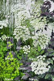 Attēlu rezultāti vaicājumam “Cenolophium denudatum”