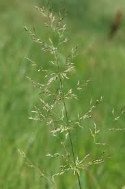 Attēlu rezultāti vaicājumam “Agrostis stolonifera subsp. straminea”