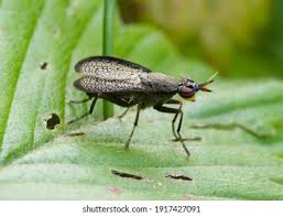 Attēlu rezultāti vaicājumam “Coremacera marginata”