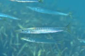 Image result for Sphyraena barracuda