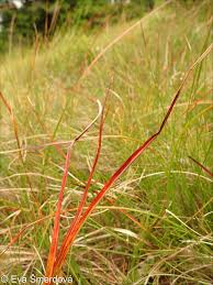Attēlu rezultāti vaicājumam “Eriophorum angustifolium fruit”
