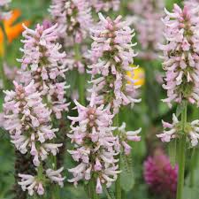 Attēlu rezultāti vaicājumam “Stachys officinalis”