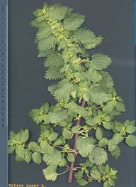 Attēlu rezultāti vaicājumam “Urtica urens”