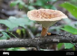 Attēlu rezultāti vaicājumam “Polyporus tuberaster”