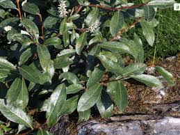Attēlu rezultāti vaicājumam “Salix myrsinifolia leaf”