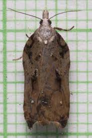 Attēlu rezultāti vaicājumam “Acleris cristana”