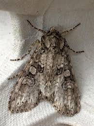 Attēlu rezultāti vaicājumam “Polia nebulosa”