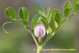 Attēlu rezultāti vaicājumam “Vicia lathyroides”