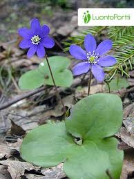 Attēlu rezultāti vaicājumam “Hepatica nobilis leaf”