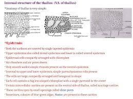 Attēlu rezultāti vaicājumam “Anthocerotopsida”