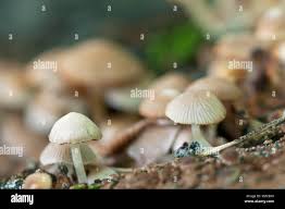 Attēlu rezultāti vaicājumam “Psathyrella pygmaea”