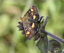 Attēlu rezultāti vaicājumam “Pyrausta purpuralis”