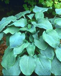 Image result for Hosta sieboldiana 'Elegans'