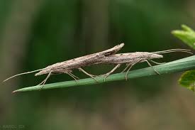 Attēlu rezultāti vaicājumam “Mucronella”