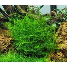 Attēlu rezultāti vaicājumam “Leptodictyum riparium sporophyte”