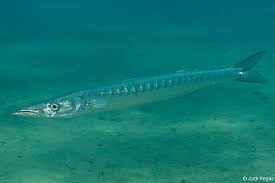 Image result for Sphyraena viridensis