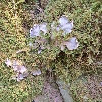 Attēlu rezultāti vaicājumam “Peltigera polydactylon”