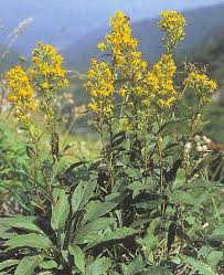 Image result for Solidago virgaurea