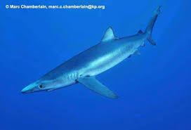 Image result for Prionace glauca