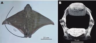 Image result for Aetomylaeus bovinus