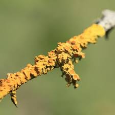 Attēlu rezultāti vaicājumam “Xanthoria parietina”
