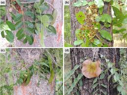 Attēlu rezultāti vaicājumam “Leguminosae”