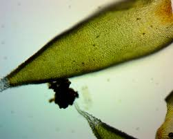 Attēlu rezultāti vaicājumam “Hedwigia ciliata”