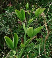 Attēlu rezultāti vaicājumam “Lathyrus latifolius bud”
